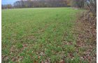 Property photo 52 - 80 Acres & Home - Property Offered in 4 Tracts from 2.3 to 30.0 Acres